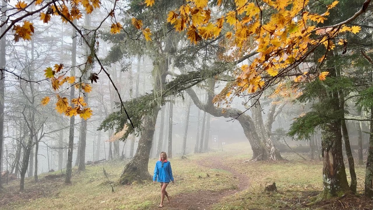 SHINRIN-YOKU, FOREST BATHING AND WELLBEING / HEALING POWER OF A WALK IN ...