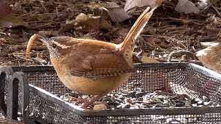 アメリカのスズメやミソサザイ。どのエサを食べるかな？リスも来た。Sparrow, wren, phoebe, and squirrel eating on a cold day!