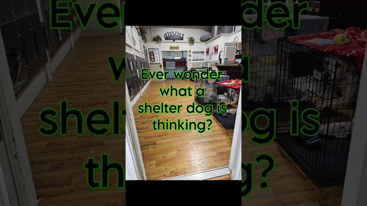 Help us...help the rescue dogs. Adopt, volunteer or donate at w2wrescue.com 