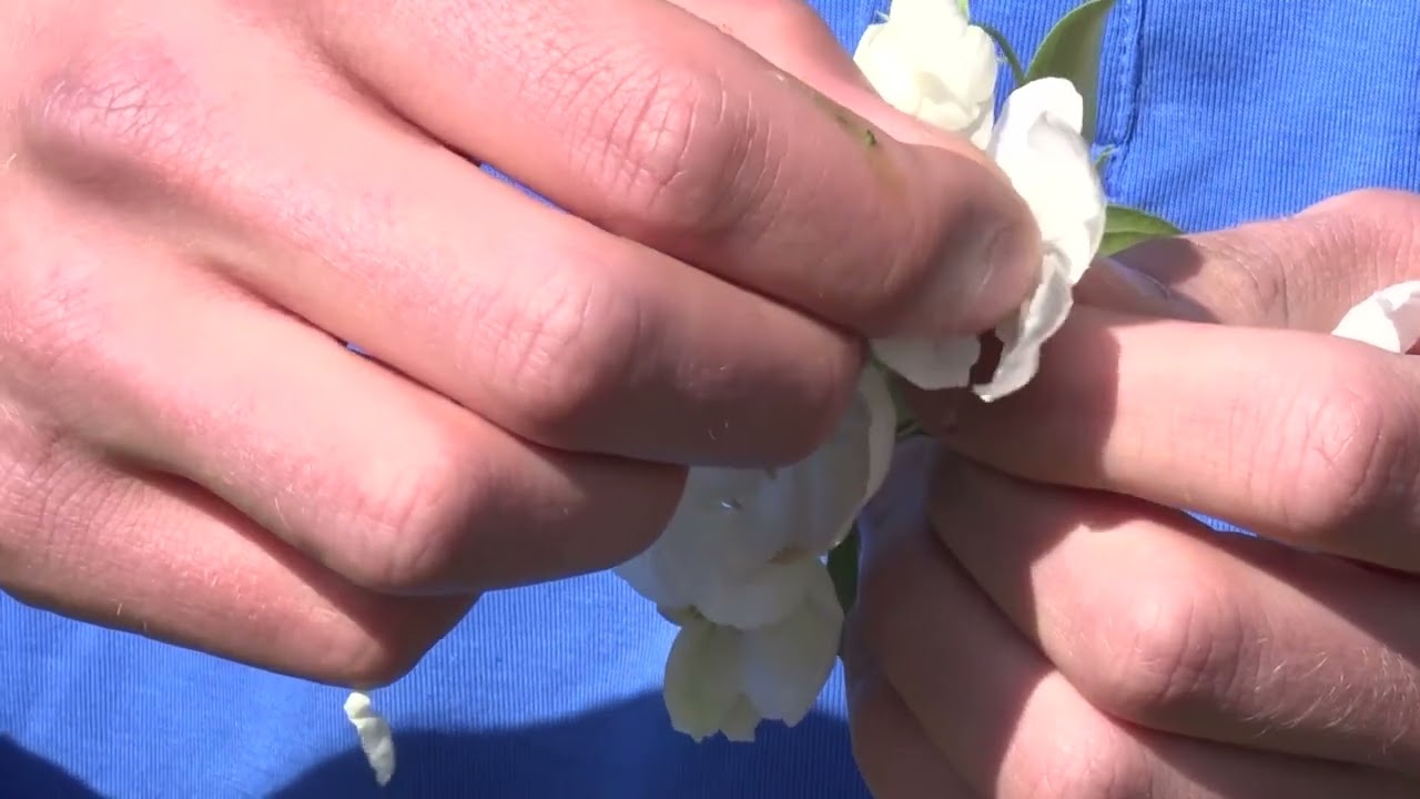 Pollen season impacting Spring allergies