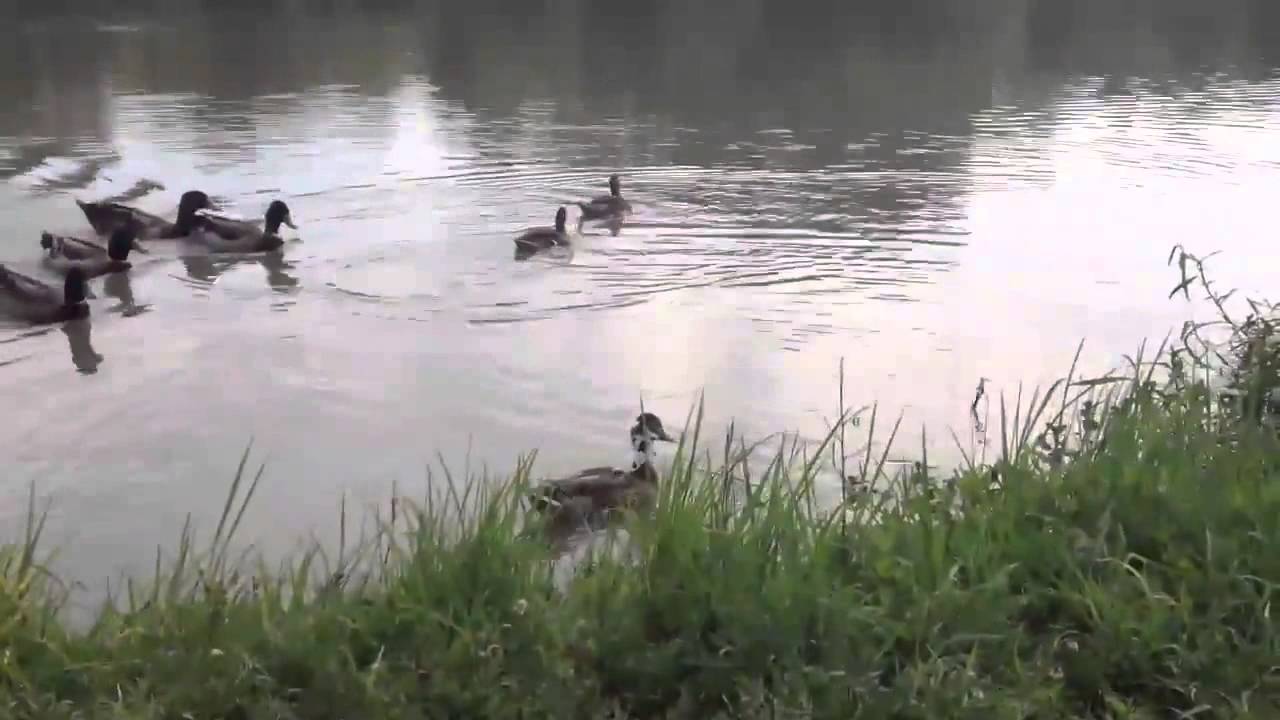 wichita kansas Duck Rescue - Plastic Drink Carrier Around Head