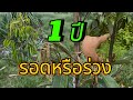 ติดตามทุเรียน 1 ปี เป็นยังไงจะรอดหรือร่วง?