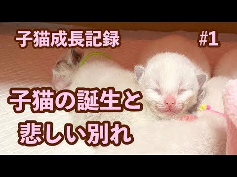 【子猫成長記録】Part 1 ラグドールの出産 生後3日で子猫が天国へ旅立ちました…