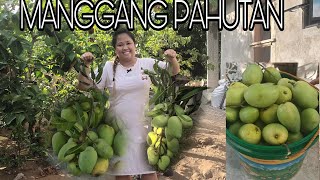 HARVEST TIME[MANGGANG PAHUTAN]🙏❤️😊🥭🥭🥭🥭🥭🥭🥭🤤🤤