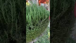Download Lagu Fun and Satisfying Trimming Rosemary Plants. Hedging plants #howto #shorts #gardening MP3