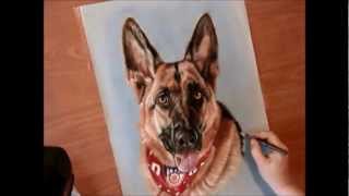 Speedy Demonstration Of A Pastel Dog Portrait German Shepherd Part Ii Completion