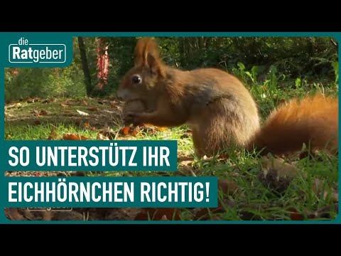 Video: 7 Möglichkeiten, natürliche Insektizide herzustellen