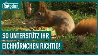 Fleißige Eichhörnchen: So können wir die flinken Tiere unterstützen | Die Ratgeber