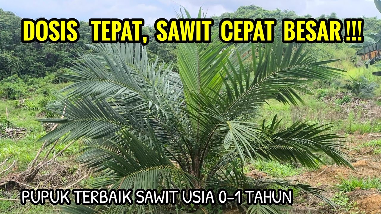 Pupuk terbaik sawit yang baru tanam beserta dosisnya agar tanaman cepat besar dan cepat berbuah. 