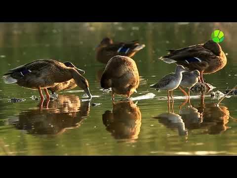 В тихий летний вечер