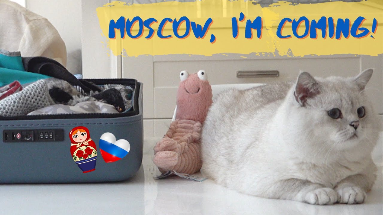 British shorthair cat Apollo is getting ready for his trip from the US ...