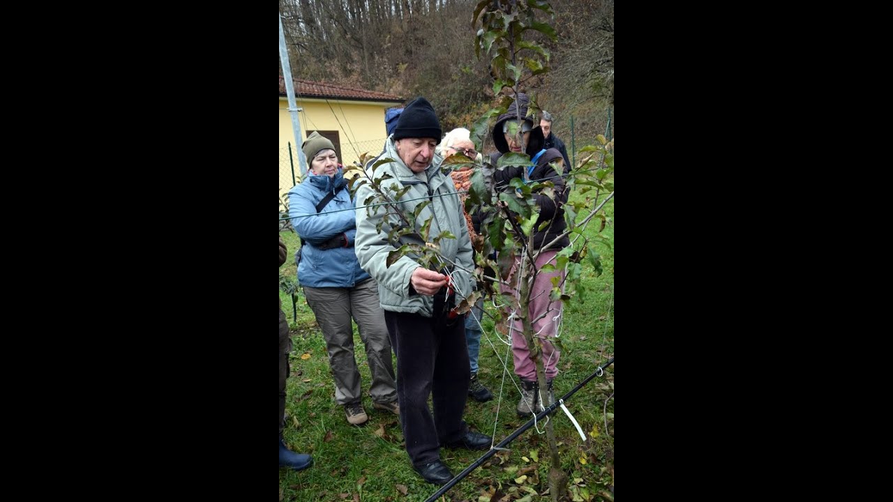 Potatura  piante da frutto ad Albareto PR Giovanni Rigo 30 11 2024