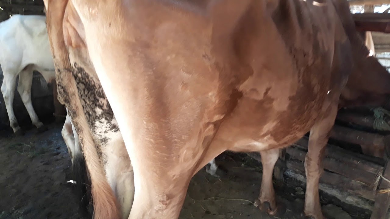 Ciri-ciri sapi hamil muda lemosin dan po - YouTube