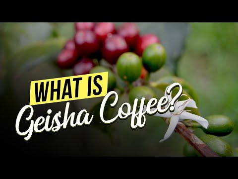 What is Geisha Coffee?