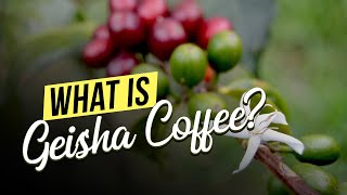 What is Geisha Coffee?