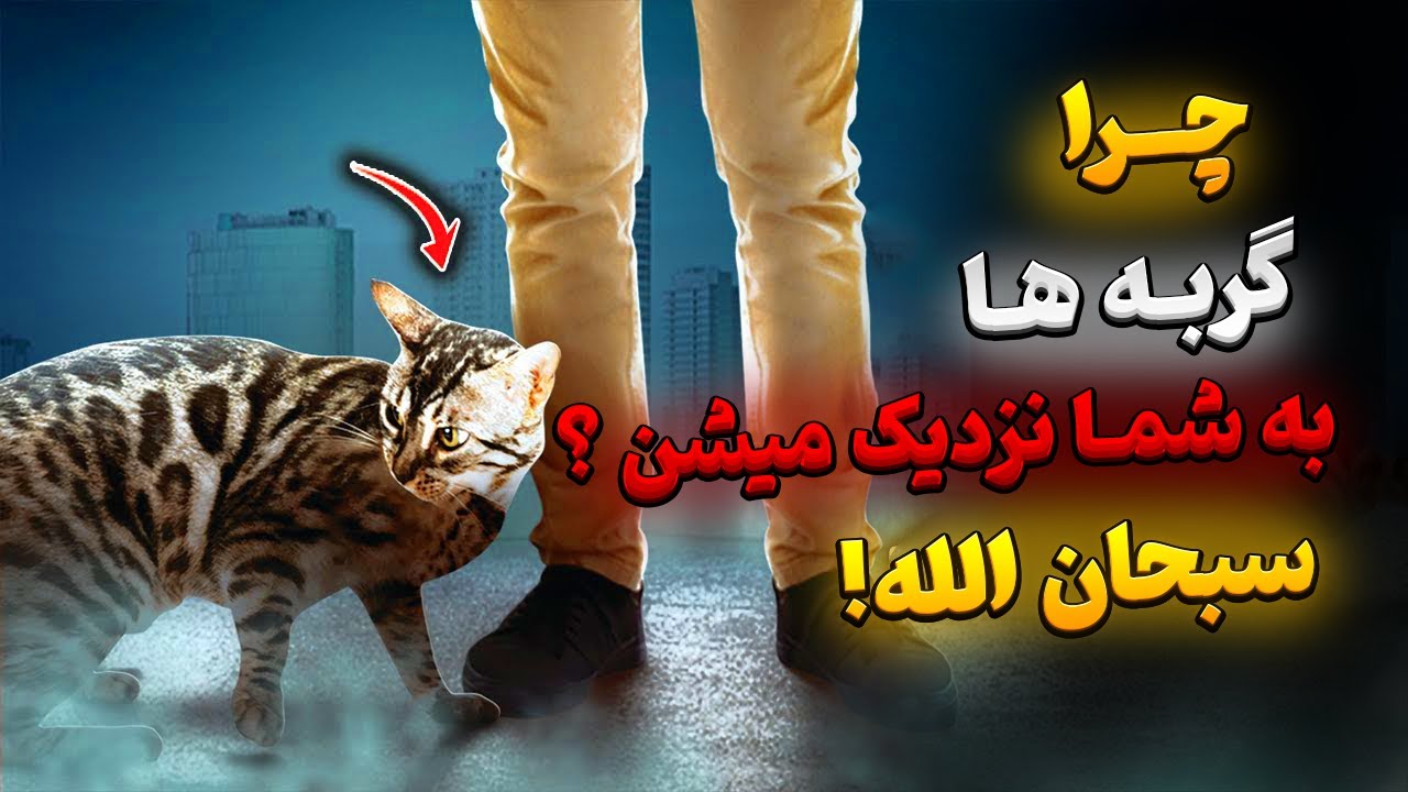 چرا گربه ها وقتی شما را می بینند به پشت دراز می کشند؟