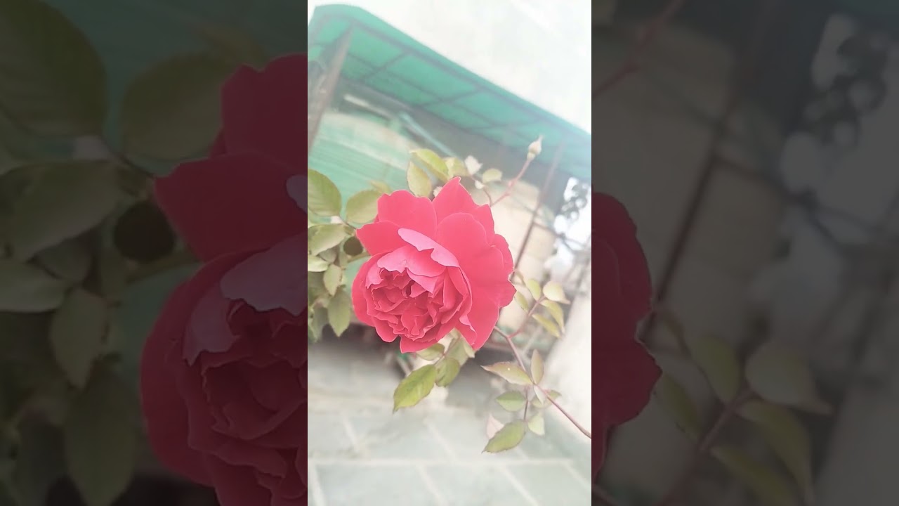 #rose