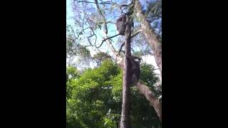koala kisses man