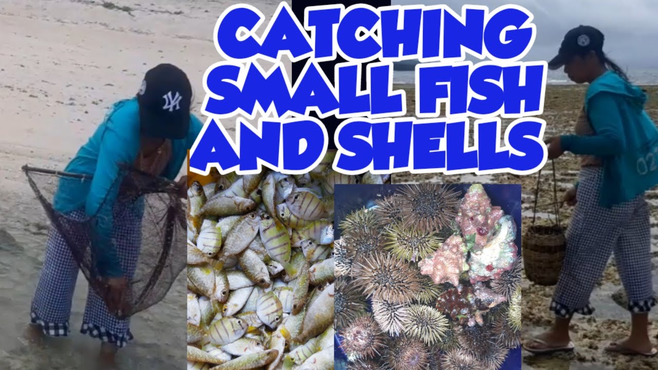 CATCHING SMALL FISH AND SHELLS @CLARINA CHANNEL - YouTube