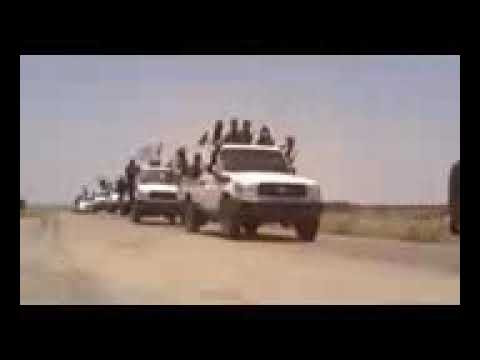 مندوسهم و غصب 2019 عنهم نبات الاسد