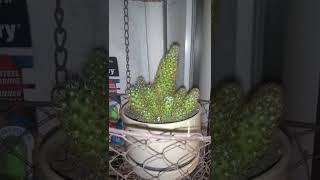 Golden Lace / Ladyfingers Cactus - Profiles in Botany #7