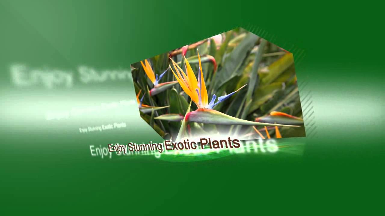 Exotic Seeds For Sale Easton PA