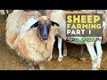 Sheep farming in the Philippines | Sheep farming part 1 #Agribusiness