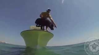 Dog Catches Lobster