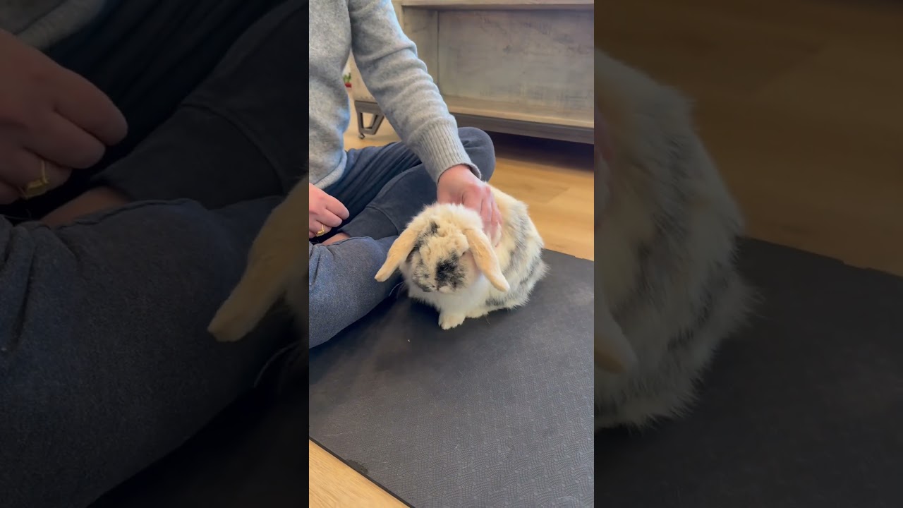 Don’t interrupt a bunny massage!