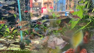 My New School Of Fish, They Hunt In Schools That Seem To Swallow Their Prey Whole.