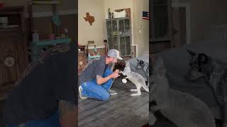 Young Kangaroo Enjoys Playtime with a Guy
