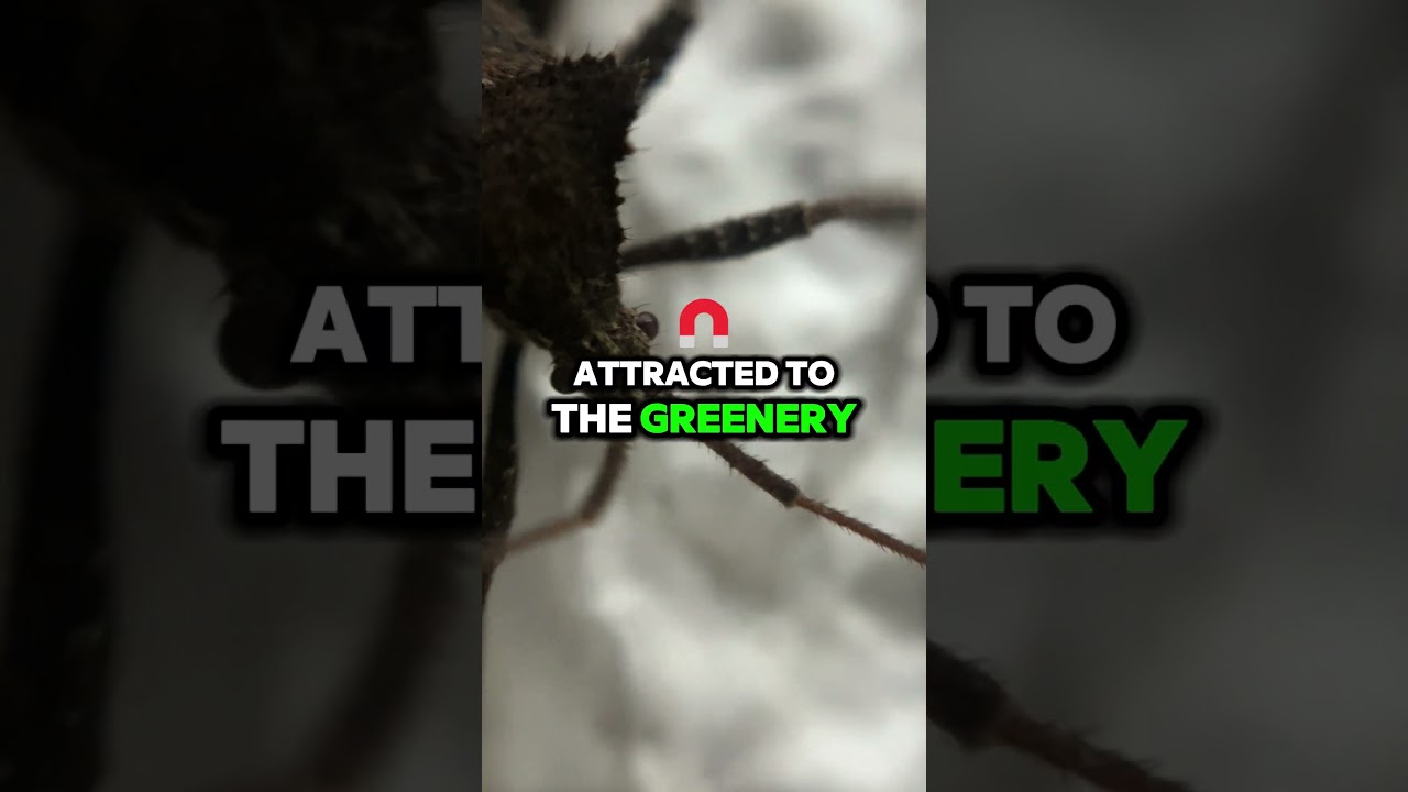 🐞 HOW DID AN ACANTHOCORIS BUG GET IN 🌿?