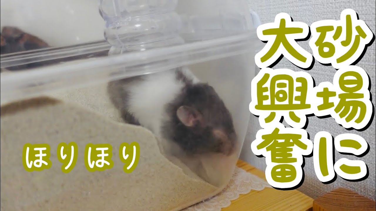 水槽にたっぷりの砂 ハムスターの遊び場作りました 水槽ケージ紹介 Youtube
