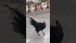 How to make ayam semani poltry farm #ayamsemani#chicken #assel #animalhusbandry #birds