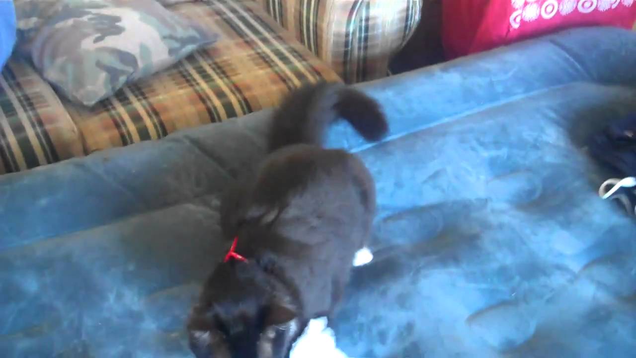 Ultimate Dog Tease YouTube