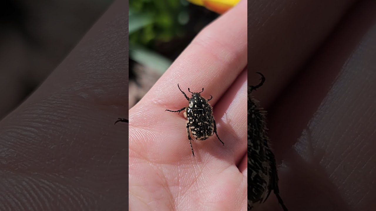 Smirdīgā rožvabole / White-spotted Rose Beetle (Oxythyrea funesta) ✨️ 