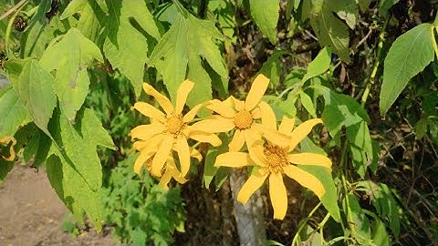 Chiêm ngưỡng sắc hoa Dã Quỳ nở rộ giữa tiết trời mùa đông Tây Bắc