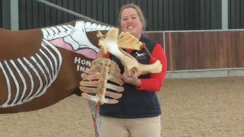 Horses Inside Out: An Evening with Gillian Higgins, Brigend College