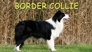 BORDER COLLIE ORIGINS, PHYSICAL APPEARANCE, TRAINING, NUTRITION OF A SHEEP DOG