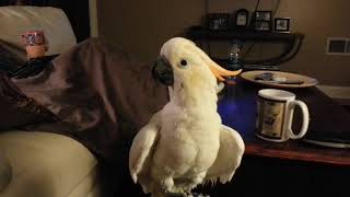Sugar bird giving a piece of his mind screenshot 5