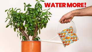 If I Only Knew These Jade Plant Tips 5 Years Ago