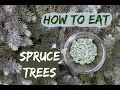 How to eat a spruce tree: picking and using spruce tips