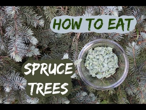 Video: Paano mo hinuhubog ang isang asul na spruce tree?