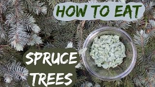 How to eat a spruce tree: picking and using spruce tips