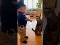 Cutest Police Officer vs Criminal Cat! 🚓❤️