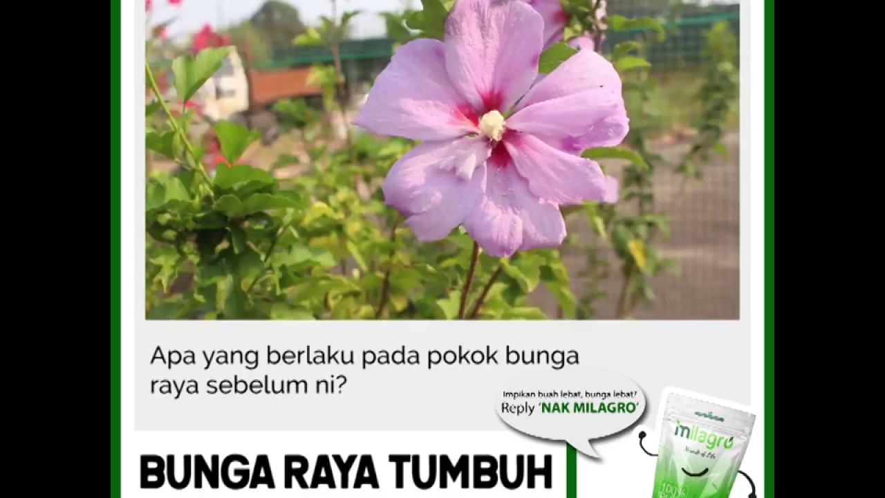 Bunga Raya Tumbuh Silih Berganti Baja Milagro Youtube