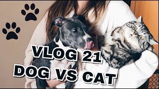 видео: Vlog 21: ІСПОВЄДЬ КОШАТНІЦИ, АБО МІЙ ПЕРШИЙ МІСЯЦЬ ЖИТТЯ З СОБАКОЮ картинка: Vlog 21: ІСПОВЄДЬ КОШАТНІЦИ, АБО МІЙ ПЕРШИЙ МІСЯЦЬ ЖИТТЯ З СОБАКОЮ