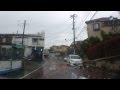 櫻 雨の八ヶ崎の桜並木を往復する。(車載動画)松戸市Chiba,Japan.