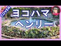 ヨコハマ・ヘンリー おかゆ Cover by Sammy