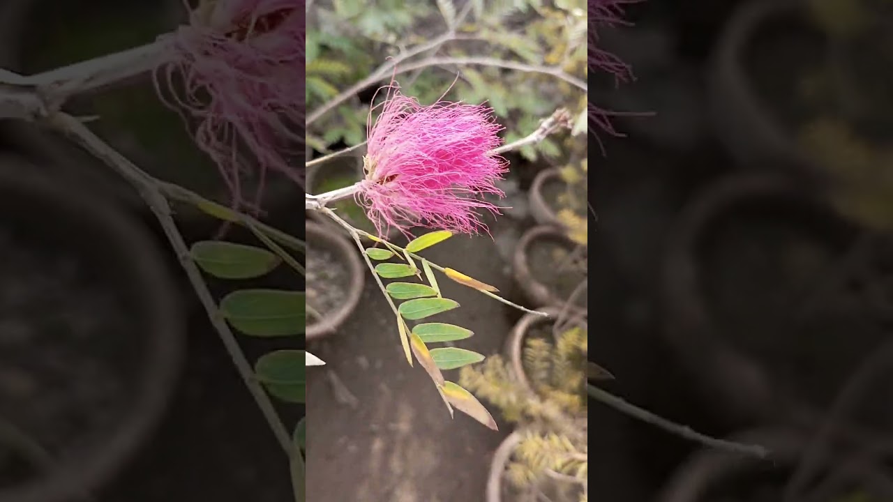 Shami Flowers | Grow in pot | HB Gardeners 